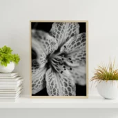 Petals in Monochrome, Poster, Wall Art